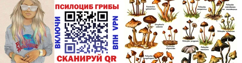 наркота  Тутаев  Псилоцибиновые грибы Cubensis 