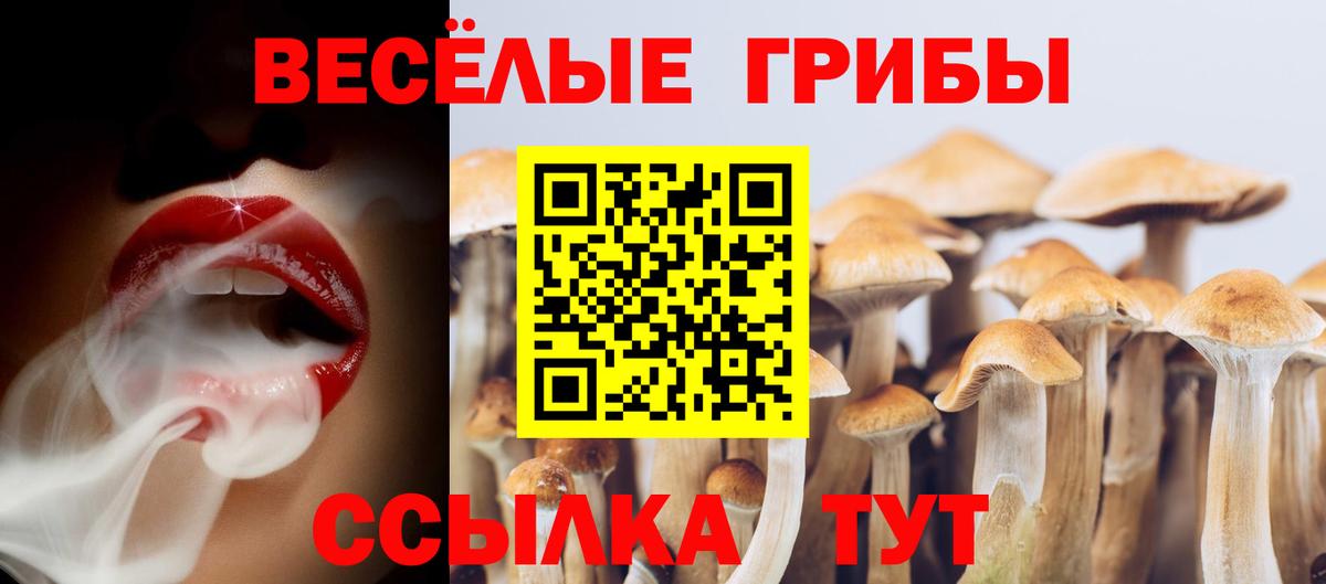 Тутаев  Псилоцибиновые грибы Cubensis  Вход с VPN 